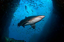 Grey nurse /Sand Tiger / Ragged-tooth Shark (Carcharias taurus) Fish Rock, Southwest Rock, New South Wales, Australia. Pacific Ocean. November