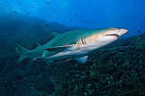 Grey nurse /Sand Tiger / Ragged-tooth Shark (Carcharias taurus) Fish Rock, Southwest Rock, New South Wales, Australia. Pacific Ocean. November