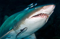 Grey nurse /Sand Tiger / Ragged-tooth Shark (Carcharias taurus) close up,  Fish Rock, Southwest Rock, New South Wales, Australia. Pacific Ocean. November