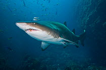 A large female Grey nurse /Sand Tiger / Ragged-tooth Shark (Carcharias taurus)  Fish Rock, Southwest Rock, New South Wales, Australia. Pacific Ocean. In the final stages of pregancy, female gray nurse...