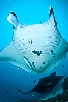 Manta rays (Manta birostris) at a cleaning station. Raja Ampat, West Papua, Indonesia. Tropical West Pacific. March