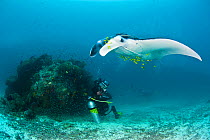 A Manta ray (Manta birostris) hovering above a cleaning station on a coral reef, while a diver photographs it from below. Raja Ampat, West Papua, Indonesia. March