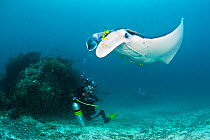 A Manta ray (Manta birostris) hovering above a cleaning station on a coral reef, while a diver photographs it from below. Raja Ampat, West Papua, Indonesia. March