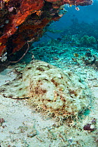 Tassled Wobbegong (Eucrossorhinus dasypogon) resting under a coral head. Raja Ampat, West Papua, Indonesia. Tropical West Pacific Ocean. March