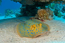 Bluespotted  / Ribbontail Stingray (Taeniura lymma) underneath a table coral. Sinai, Egypt. Red Sea. June