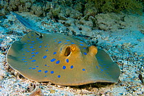 RF- Blue-spotted / Ribbontail Stingray (Taeniura lymma) resting on the seabed, Ras Mohammed, Red Sea, Egypt. June. (This image may be licensed either as rights managed or royalty free.)