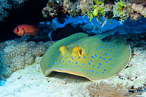 Blue-spotted / Ribbontail Stingray (Taeniura lymma) resting on the seabed, Ras Mohammed, Red Sea, Egypt. March