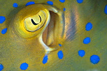 Eye and spiracle detail of a Bluespotted / Ribbontail Stingray (Taeniura lymma) Sipadan Island, Sabah, Borneo, Malaysia. May