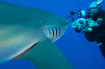 Dusky shark (Carcharhinus obscurus) investigating a scuba diver. Cat Island, Bahamas. July