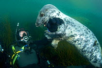 A diver playing with a young Grey seal (Halichoerus grypus) Lundy Island, Devon, UK. North East Atlantic Ocean. February
