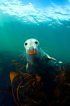 A young Grey Seal (Halichoerus grypus) above kelp in the Farne Islands. This seal has an orange snout from foraging on a rusty ship wreck. Northumberland, England, UK. North Sea. August