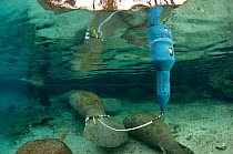 A Florida manatee (Trichechus manatus latirostrus) fitted with a satellite tracking buoy. Crystal River, Florida, USA. February 2010