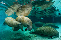 A young Florida manatee (Trichechus manatus latirostrus) suckling from its mother. Crystal River, Florida, USA. February