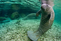 A Florida manatee (Trichechus manatus latirostrus) in upright posture with tail on river bed, outside Three Sisters Spring. Crystal River, Florida, USA.