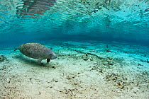 A lone Florida manatee (Trichechus manatus latirostrus) swims up into the Three Sisters Spring. Crystal River, Florida, USA. February 2010