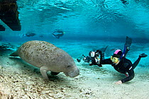 Snorkellers photographing a Florida manatee (Trichechus manatus latirostrus) as it swims through Three Sister's Spring. Crystal River, Florida, USA. February 2010