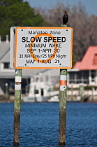 Manatee zone slow speed warning sign for motor boats. Florida manatees (Trichechus manatus latirostris) Crystal River, Florida, USA. February 2010