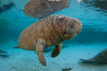 RF- Very young Florida manatee (Trichechus manatus latirostrus) Manatees are often born with very wrinkled skin. Crystal River, Florida, USA. February 2010. (This image may be licensed either as right...