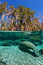 Split level view of a group of Florida manatees (Trichechus manatus latirostrus) sleeping in the afternoon at Three Sisters Spring. Crystal River, Florida, USA. February 2010