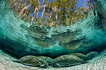 A group of Florida manatees (Trichechus manatus latirostrus) sleeping in the afternoon at Three Sisters Spring. Manatees sleep on the bottom of this shallow spring, occasionally rising to the surface...