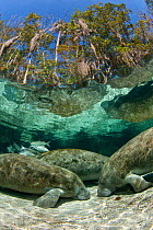 A group of Florida manatees (Trichechus manatus latirostrus) sleeping in the afternoon at Three Sisters Spring. Crystal River, Florida, USA. Manatees sleep on the bottom of the spring, floating up per...