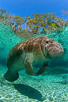 RF- Florida manatee (Trichechus manatus latirostrus) portrait in Three Sisters Spring. Crystal River, Florida, USA. February 2010. (This image may be licensed either as rights managed or royalty free....