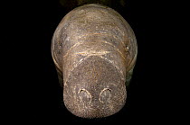 A Florida manatee (Trichechus manatus latirostrus) head portrait in dark water. Crystal River, Florida, USA. February 2010