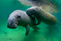 Male Florida manatee (Trichechus manatus latirostrus) rubbing his sensitive snout on a larger female during courtship. The female's calf looks on, below. Three Sisters Spring, Crystal River, Florida,...