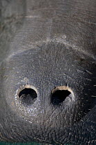 The nostrils of a Florida manatee (Trichechus manatus latirostrus) during an inhalation. These are held closed when the manatee is underwater. Homosassa Springs, Florida, USA. February 2010