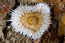 Elegant anemone (Sagartia elegans) with tentacles open in the shape of a heart, Sark, British Channel Islands, UK
