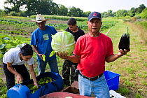Community farmers harvest vegetables from their plot at the Nuestras Raices farm in Holyoke, Massachuestts, USA, July 2007
