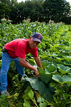Community farmer harvesting cabbage from his plot at the Nuestras Raices farm in Holyoke, Massachuestts, USA, July 2007
