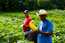 Community farmers harvest vegetables from their plot at the Nuestras Raices farm in Holyoke, Massachuestts, USA, July 2007