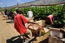 Farm workers harvesting tobacco leaves (Nicotiana sp) from plants grown in the shade of netting, Hadley, Massachusetts, USA, July 2007