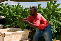 Farm worker harvesting tobacco leaves (Nicotiana sp) from plants grown in the shade of netting, Hadley, Massachusetts, USA, July 2007