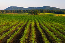 Rows of corn seedlings (Zea mays), Hadley, Massachusetts, USA, with The Holyoke Range in the distance. July 2006