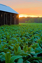 Barn in a field of tobacco (Nicotiana sp) at dawn, Hadley, Masaschusetts, USA, July 2007