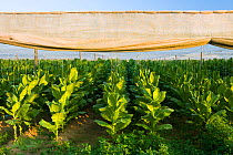Tobacco plants (Nicotiana sp) grown in the shade of netting, Hadley, Massachusetts, USA, July 2007