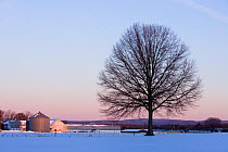 The bare branches of a maple tree in winter silhouetted against a dawn sky on a farm in Hadley, Massachusetts, USA, March 2007