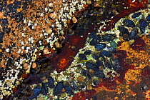 Barnacles, periwinkles, lichen, seaweed, and blue mussels in a tide pool at Wonderland, Acadia National Park, Maine, USA, August 2009