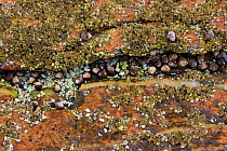 Barnacles and periwinkles exposed on rock at low tide, Wonderland, Acadia National Park, Maine, USA, August 2009