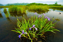 Large Blue flag iris (Iris versicolor) flowering in water, East Inlet, Pittsburg, New Hampshire, USA. Connecticut River Headwaters Region. July 2006