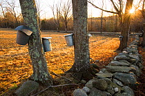 Sap buckets attached to the trunks of Sugar maple trees (Acer saccharum) to collect the maple sap, stone wall, Lyme, New Hampshire, USA, March 2007