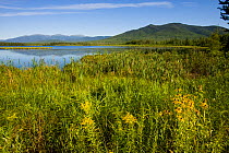 Big Cherry Pond and the Presidential Range with Black eyed susans (Rudbeckia sp) flowering in the foreground, Pondicherry National Wildlife Refuge, White Mountains, Jefferson, New Hampshire, USA. July...