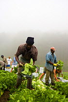 Farm workers harvesting organic lettuce at the Harlow Farm in Westminster, Connecticut River Valley, Vermont, USA. August 2007