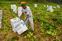 Farm worker harvesting organic lettuce at the Harlow Farm in Westminster, Connecticut River Valley, Vermont, USA. August 2007