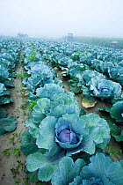 Rows of organic Cabbage plants (Brassica oleracea capitata) growing at the Harlow Farm in Westminster, Connecticut River Valley, Vermont, USA. August 2007