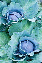 Organic Cabbage plants (Brassica oleracea capitata) growing at the Harlow Farm in Westminster, Connecticut River Valley, Vermont, USA. August 2007