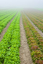 A field of organic Lettuce plants (Lactuca sativa) growing at Harlow Farm in Westminster, Vermont, USA. August 2007