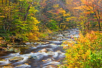Roaring Brook, a tributary of Batten Kill river, in the Green Mountain National Forest, Sunderland, Vermont, USA, October 2009